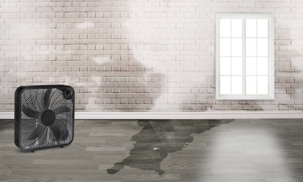 Best Flood restoration services  in Mathews, VA